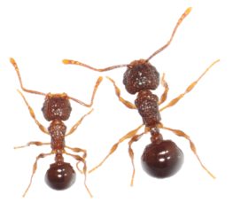 Ppunctatus_CheaterWorker